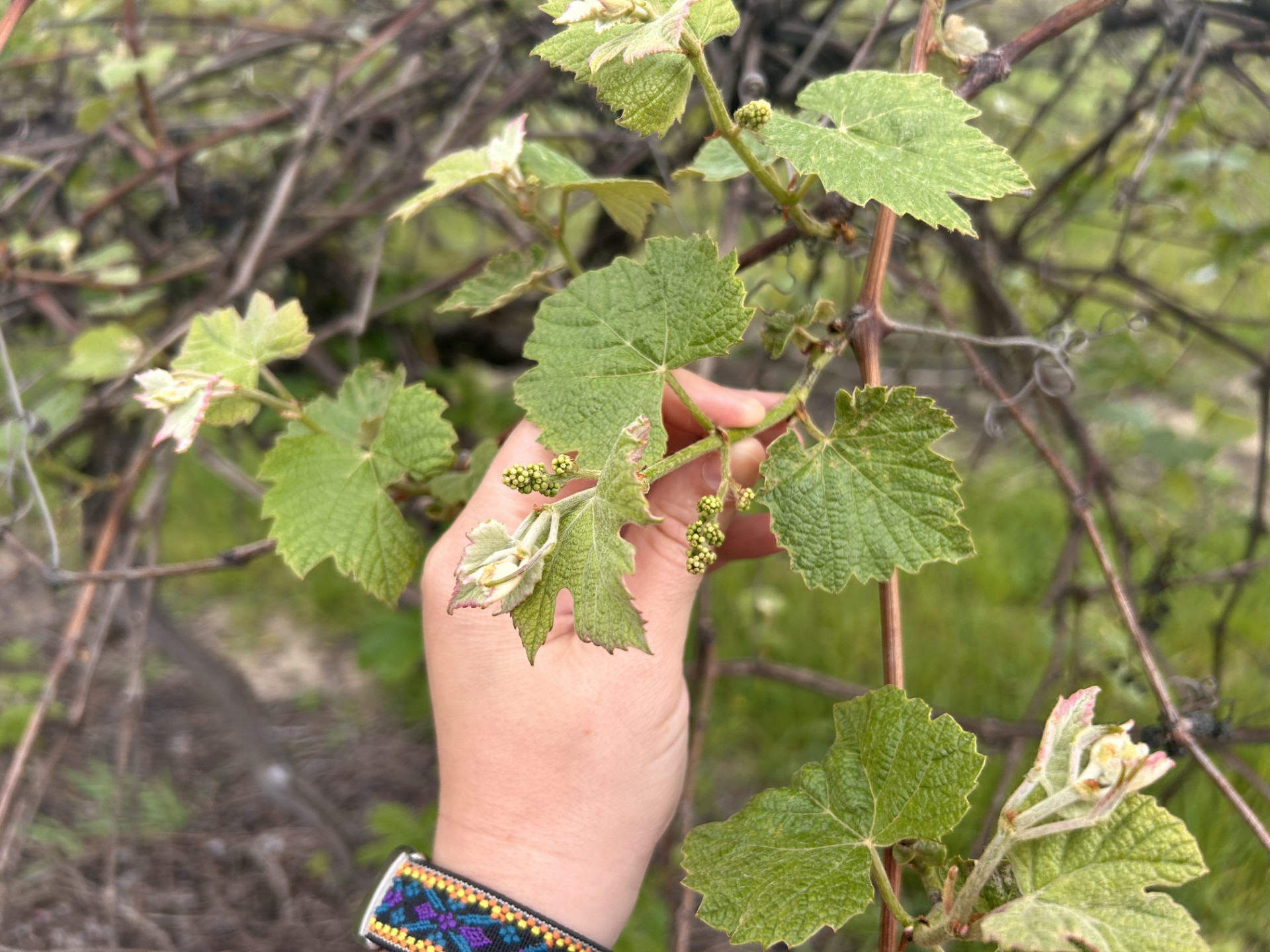 Niagara grapes.
